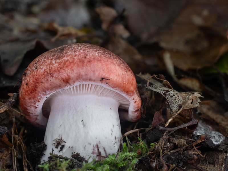 Hygrophorus russula
